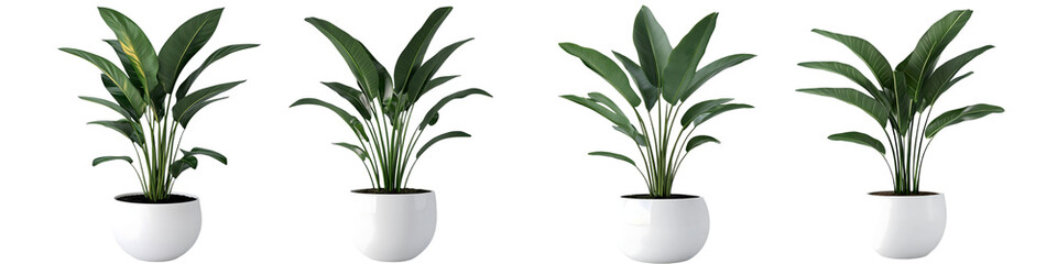 Green Indoor Potted Houseplants in White Ceramic Pots – Tropical Plant Decoration Isolated on Transparent Background