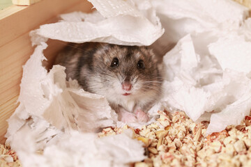Djungarian Hamster Paper Litter Substrate for Rodents