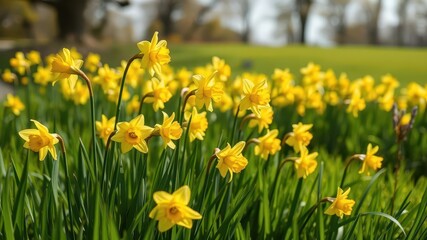 Vibrant yellow daffodil flowers blooming in a lush green field under the bright sunlight, sunlight, spring, growth © sawaratch