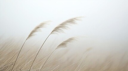 Obraz premium Three delicate grass stalks sway gently in a misty field.