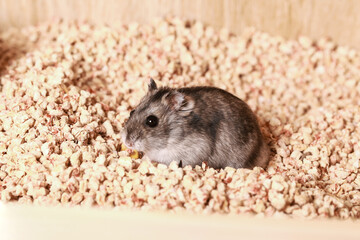 Djungarian Hamster. Corn Cob Hamster Bedding