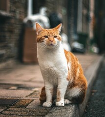 Ginger cat on cobblestone street