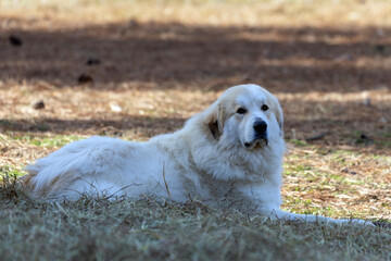 golden retriever dog