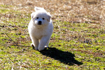 dog on grass