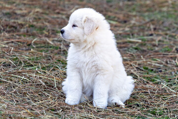 puppy on grass