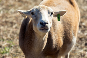 portrait of a sheep