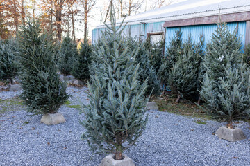 Christmas tree for sale