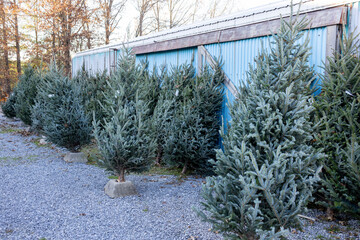 Christmas trees for sale