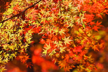 紅葉