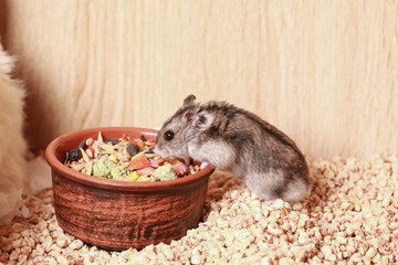 Domestic Djungarian Hamster Eats Food. Ceramic Feeding Bowl. Campbells dwarf Hamster Phodopus campbelli. In Cup of Grain, Seeds and next to House for Hamster