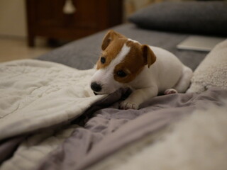 Uta d&eacute;truisant les plaids du canap&eacute;