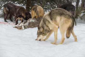 Grey Wolf (Canis lupus) Bites at Snow Pack Eats at Deer Carcass in Background Winter