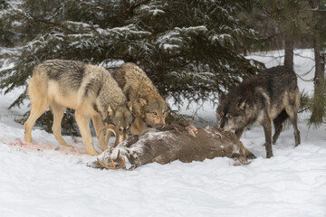 Naklejka premium Grey Wolf (Canis lupus) Pack Heads Down at White-Tail Deer Carcass Winte