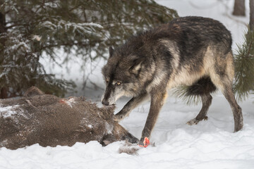 Black-Phase Grey Wolf  (Canis lupus) Tugs At White-Tail Deer Carcass Tail Tucked Winter