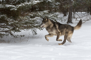 Naklejka premium Black-Phase Grey Wolf (Canis lupus) Runs Left Past Pine Tree Winter