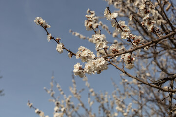 Beautiful spring flowering cherry tree (sakura). Shallow depth of field with a blurry background for a screen saver or website embed