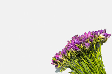 Flowers isolated to create a postcard and your ideas