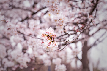 Beautiful spring flowering cherry tree (sakura). Shallow depth of field with a blurry background for a screen saver or website embed