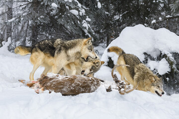 Young Grey Wolves (Canis lupus) Snap and Run at White-Tail Deer Carcass Winter