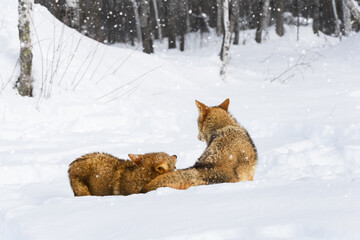 Coyotes (Canis latrans) Tussle Together in Snow Winter