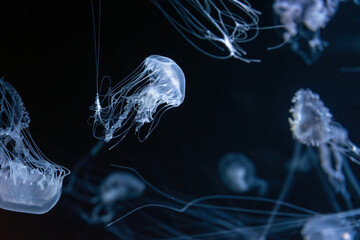 Group of Sanderia Malayensis, Amakusa Jellyfish swimming in aquarium pool with blue neon light. Theriology, biodiversity, undersea life, aquatic organism