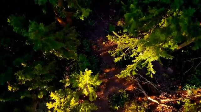 Vibrant ferns and lush greenery promoting the International Day of Biodiversity