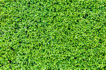 Theme for landscape design