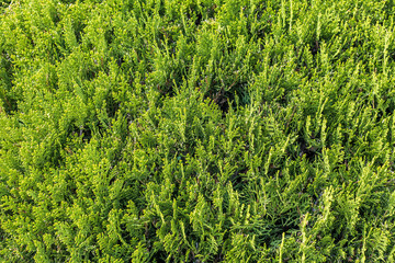 Granular material, solid wood with a structural surface for design textures. Grunge panel with rough coating