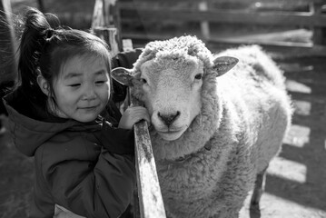 Little girl face to face with sheep