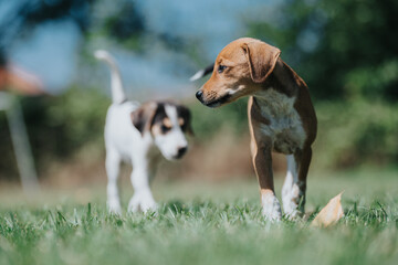 Two adorable puppies wander playfully on a sunny grassy field, showcasing their curiosity and innocence against a blurred green background.