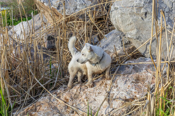 Fototapeta premium Dog breed Jack Russell Terrier in nature in the wild