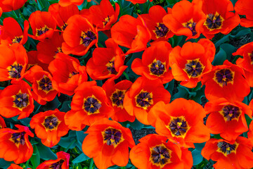 Lovely flowers tulips for a gift