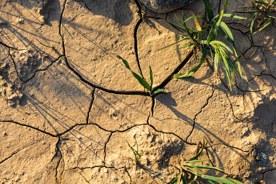 Background with a plant for screensaver or other needs
