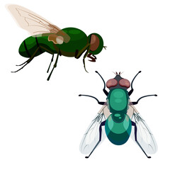 Two green flies without background © Жанна 