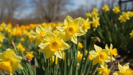 Beautiful daffodil flowers blooming in a vast field under the bright sun, spring, meadow
