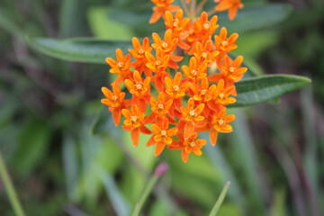 A sample of Butterfly Milkweed (Asclepias Tuberosa) in the Dogbane family, growing in Ontario Canada. -Captured by MIROFOSS