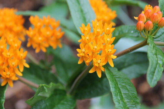 A sample of Butterfly Milkweed (Asclepias Tuberosa) in the Dogbane family, growing in Ontario Canada. -Captured by MIROFOSS
