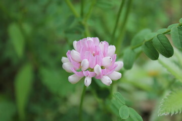 A sample of Crown Vetch (Clitoria Mariana) in the Bean family, growing in Ontario Canada. -Captured by MIROFOSS