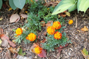 A sample of Janie Marigold (Tagetes Patula) in the Aster family, growing in Ontario Canada. -Captured by MIROFOSS