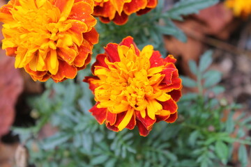 A sample of Janie Marigold (Tagetes Patula) in the Aster family, growing in Ontario Canada. -Captured by MIROFOSS