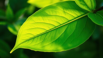Vibrant green leaf with soft nature relaxation, soothing, relaxation, lush
