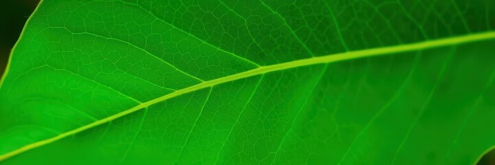 Vibrant green leaf with delicate veins, showcasing natural beauty and tranquility, serene, peaceful, fresh