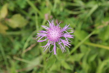 A sample of Greater Knapweed (Centaurea Scabiosa) in the Aster family, growing in Ontario Canada. -Captured by MIROFOSS
