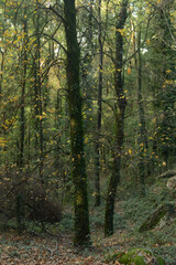 Forest with leaves trailing the wind, autumn in a forest