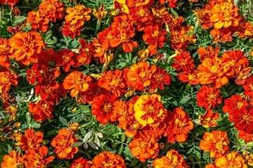 Theme for landscape design