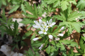 A sample of Cut-Leaf Toothwort (Cardamine Concatenata) in the Mustard family, growing in Ontario Canada. -Captured by MIROFOSS