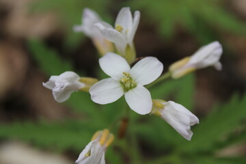 A sample of Cut-Leaf Toothwort (Cardamine Concatenata) in the Mustard family, growing in Ontario Canada. -Captured by MIROFOSS