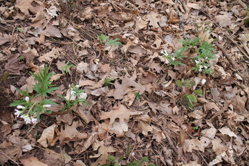 A sample of Cut-Leaf Toothwort (Cardamine Concatenata) in the Mustard family, growing in Ontario Canada. -Captured by MIROFOSS
