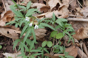 A sample of Cut-Leaf Toothwort (Cardamine Concatenata) in the Mustard family, growing in Ontario Canada. -Captured by MIROFOSS