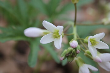 A sample of Cut-Leaf Toothwort (Cardamine Concatenata) in the Mustard family, growing in Ontario Canada. -Captured by MIROFOSS